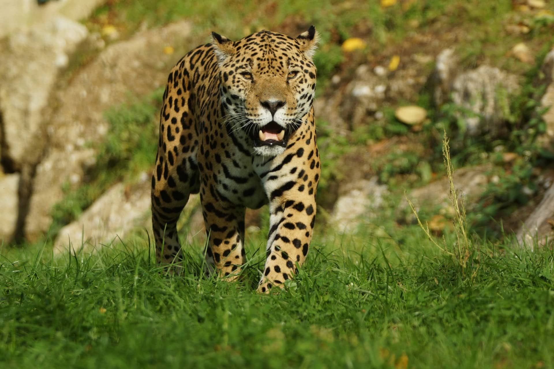 Zoo Salzburg